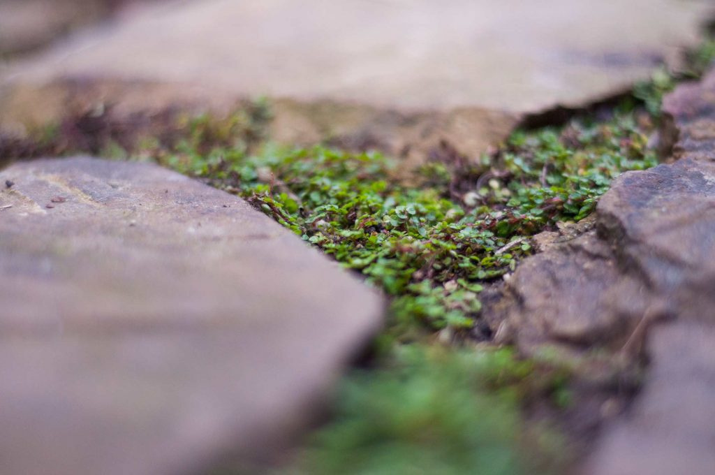 Moss growing in the patio cracks