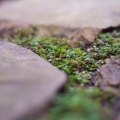 Moss growing in the patio cracks