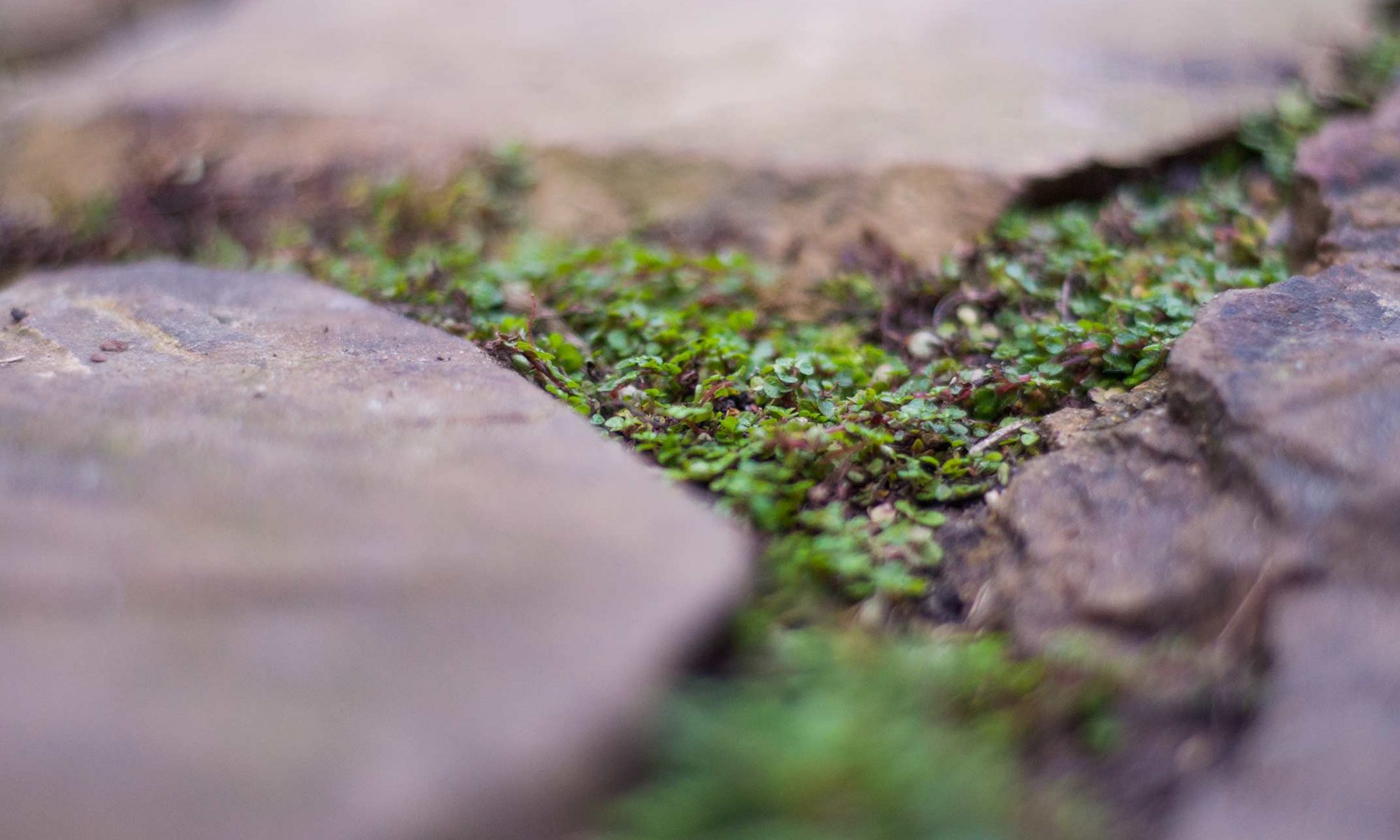 Moss growing in the patio cracks