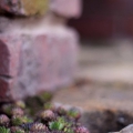 Sedum planted in the patio gaps by the bench