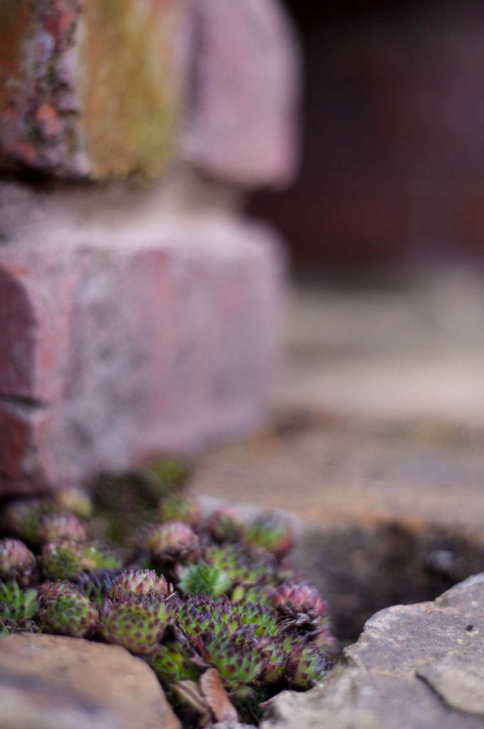 Sedum planted in the patio gaps by the bench