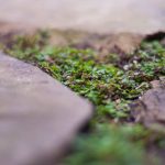 Moss growing in the patio cracks